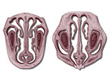 Nasal Turbinates L1-L2 thumb