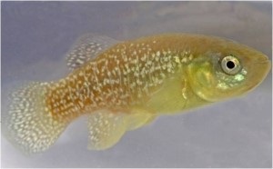 Killifish (Fundulus heteroclitus)